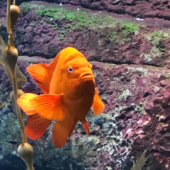 Meet your Posher, Wendy - Picture 1 of 1